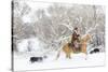 Cowboy riding his horse in winter, Hideout Ranch, Shell, Wyoming.-Darrell Gulin-Stretched Canvas