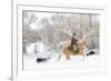 Cowboy riding his horse in winter, Hideout Ranch, Shell, Wyoming.-Darrell Gulin-Framed Photographic Print