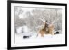 Cowboy riding his horse in winter, Hideout Ranch, Shell, Wyoming.-Darrell Gulin-Framed Photographic Print