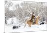 Cowboy riding his horse in winter, Hideout Ranch, Shell, Wyoming.-Darrell Gulin-Mounted Photographic Print