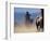 Cowboy Riding Horseback, Oregon, USA-William Sutton-Framed Photographic Print