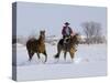 Cowboy Riding Red Dun Quarter Horse Gelding Through Snow, Bethoud, Colorado, USA-Carol Walker-Stretched Canvas