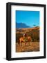 Cowboy Riding the Range-Terry Eggers-Framed Photographic Print