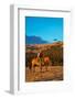 Cowboy Riding the Range-Terry Eggers-Framed Photographic Print