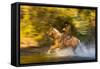 Cowboy Riding through River on a Horse-Terry Eggers-Framed Stretched Canvas