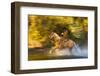 Cowboy Riding through River on a Horse-Terry Eggers-Framed Photographic Print