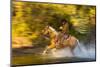 Cowboy Riding through River on a Horse-Terry Eggers-Mounted Photographic Print