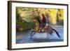 Cowboy Riding through River on a Horse-Terry Eggers-Framed Photographic Print