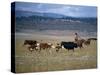 Cowboy Rounding Up Cattle, Diamond Ranch, New Mexico, United States of America, North America-Woolfitt Adam-Stretched Canvas