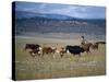 Cowboy Rounding Up Cattle, Diamond Ranch, New Mexico, United States of America, North America-Woolfitt Adam-Stretched Canvas