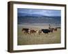 Cowboy Rounding Up Cattle, Diamond Ranch, New Mexico, United States of America, North America-Woolfitt Adam-Framed Photographic Print