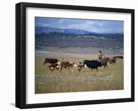 Cowboy Rounding Up Cattle, Diamond Ranch, New Mexico, United States of America, North America-Woolfitt Adam-Framed Photographic Print