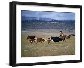 Cowboy Rounding Up Cattle, Diamond Ranch, New Mexico, United States of America, North America-Woolfitt Adam-Framed Photographic Print