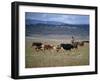 Cowboy Rounding Up Cattle, Diamond Ranch, New Mexico, United States of America, North America-Woolfitt Adam-Framed Photographic Print