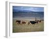 Cowboy Rounding Up Cattle, Diamond Ranch, New Mexico, United States of America, North America-Woolfitt Adam-Framed Photographic Print