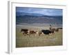 Cowboy Rounding Up Cattle, Diamond Ranch, New Mexico, United States of America, North America-Woolfitt Adam-Framed Photographic Print