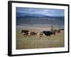 Cowboy Rounding Up Cattle, Diamond Ranch, New Mexico, United States of America, North America-Woolfitt Adam-Framed Photographic Print