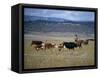Cowboy Rounding Up Cattle, Diamond Ranch, New Mexico, United States of America, North America-Woolfitt Adam-Framed Stretched Canvas