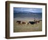 Cowboy Rounding Up Cattle, Diamond Ranch, New Mexico, United States of America, North America-Woolfitt Adam-Framed Photographic Print