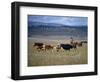 Cowboy Rounding Up Cattle, Diamond Ranch, New Mexico, United States of America, North America-Woolfitt Adam-Framed Photographic Print