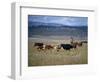 Cowboy Rounding Up Cattle, Diamond Ranch, New Mexico, United States of America, North America-Woolfitt Adam-Framed Photographic Print