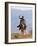 Cowboy Running with Rope Lassoo in Hand, Flitner Ranch, Shell, Wyoming, USA-Carol Walker-Framed Photographic Print