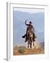 Cowboy Running with Rope Lassoo in Hand, Flitner Ranch, Shell, Wyoming, USA-Carol Walker-Framed Photographic Print