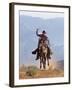 Cowboy Running with Rope Lassoo in Hand, Flitner Ranch, Shell, Wyoming, USA-Carol Walker-Framed Photographic Print