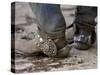 Cowboy's Spurs. Sombrero Ranch, Craig, Colorado-Carol Walker-Stretched Canvas