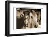 Cowboy's Treasure-Sheldon Lewis-Framed Photographic Print