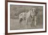 Cowboy Scout "Wild Burt," ca. 1880s.-Smith of Cooperstown-Framed Art Print