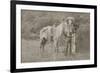 Cowboy Scout "Wild Burt," ca. 1880s.-Smith of Cooperstown-Framed Art Print