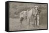 Cowboy Scout "Wild Burt," ca. 1880s.-Smith of Cooperstown-Framed Stretched Canvas