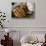 Cowboy Snakeskin Boots and an Antique Suitcase, Santa Fe, New Mexico-Julien McRoberts-Stretched Canvas displayed on a wall