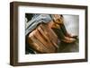 Cowboy Snakeskin Boots and an Antique Suitcase, Santa Fe, New Mexico-Julien McRoberts-Framed Photographic Print