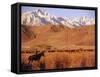 Cowboy Watching over Herd of Cattle in the Foothills of the Sierra Nevada Mountains-Ralph Crane-Framed Stretched Canvas