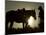 Cowboy With His Horse at Sunset, Ponderosa Ranch, Oregon, USA-Josh Anon-Mounted Photographic Print