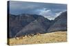 Cowboys and Cowgirls Riding along the Hills of the Big Horn Mountains-Terry Eggers-Stretched Canvas