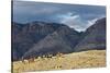 Cowboys and Cowgirls Riding along the Hills of the Big Horn Mountains-Terry Eggers-Stretched Canvas