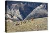 Cowboys and Cowgirls Riding along the Hills of the Big Horn Mountains-Terry Eggers-Stretched Canvas