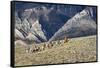 Cowboys and Cowgirls Riding along the Hills of the Big Horn Mountains-Terry Eggers-Framed Stretched Canvas