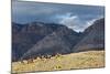 Cowboys and Cowgirls Riding along the Hills of the Big Horn Mountains-Terry Eggers-Mounted Photographic Print