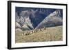 Cowboys and Cowgirls Riding along the Hills of the Big Horn Mountains-Terry Eggers-Framed Photographic Print