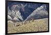 Cowboys and Cowgirls Riding along the Hills of the Big Horn Mountains-Terry Eggers-Framed Photographic Print