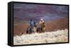 Cowboys at Full Gallop-Terry Eggers-Framed Stretched Canvas