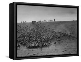 Cowboys at Gerard Ranch, During Round Up and Trail Drive Into Virginia City-Ralph Crane-Framed Stretched Canvas