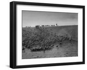 Cowboys at Gerard Ranch, During Round Up and Trail Drive Into Virginia City-Ralph Crane-Framed Photographic Print