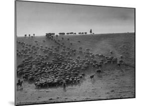 Cowboys at Gerard Ranch, During Round Up and Trail Drive Into Virginia City-Ralph Crane-Mounted Photographic Print