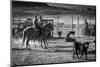 Cowboys brand Cattle near La Sal, Utah off Route 46 near Colorado-Utah border - near Manti-La Sa...-Panoramic Images-Mounted Photographic Print