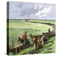 Cowboys Driving a Cattle Herd from Texas to Kansas on the Chilsholm Trail 1870-null-Stretched Canvas